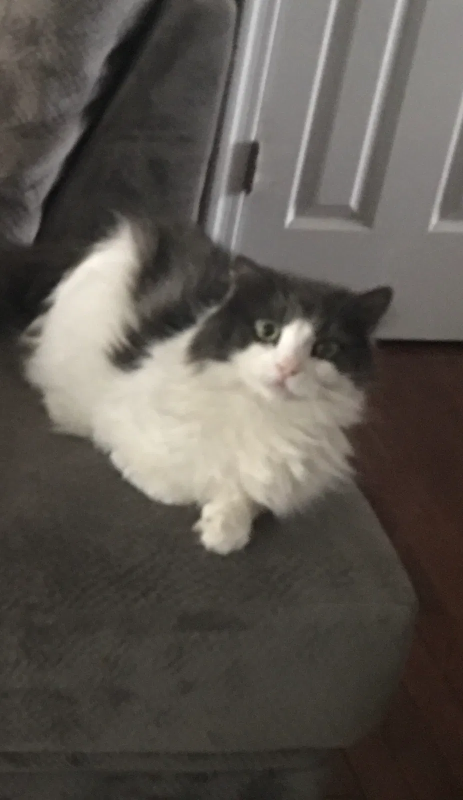 Lost cat in Dundalk, MD, 21222