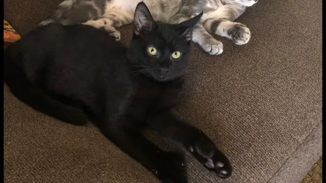 Lost cat in Cypress, CA, 90630