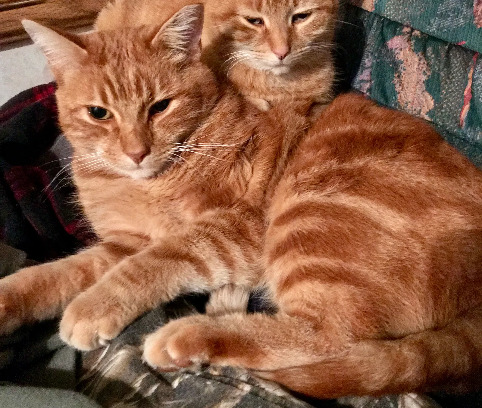 Lost cat in Lillington, NC, 27546