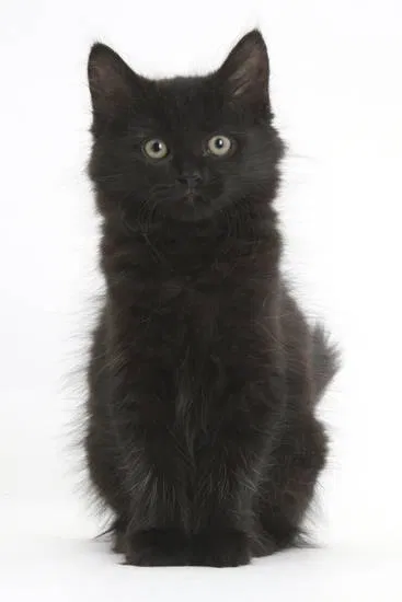 Lost cat in Ponchatoula, LA, 70454