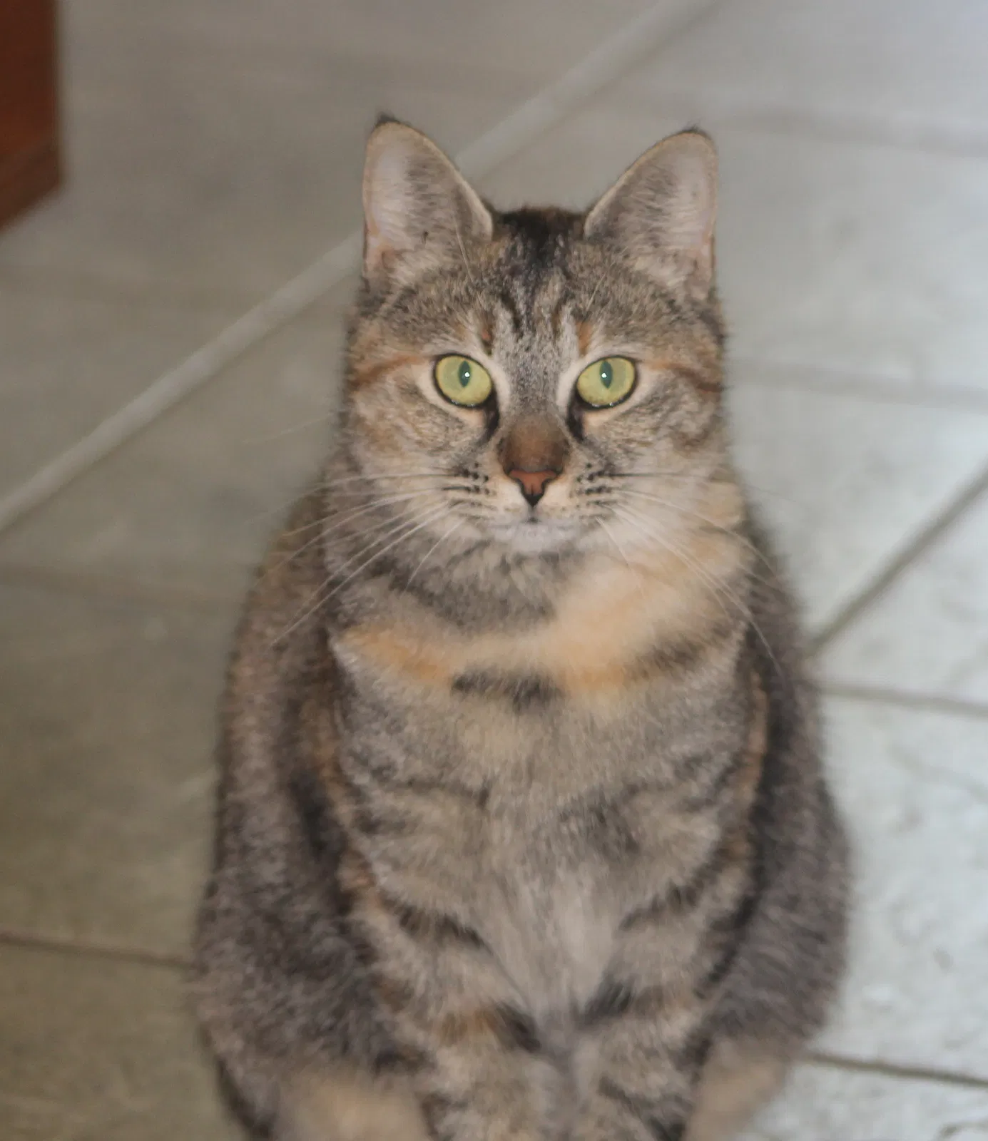 Lost cat in Roanoke, VA, 24012
