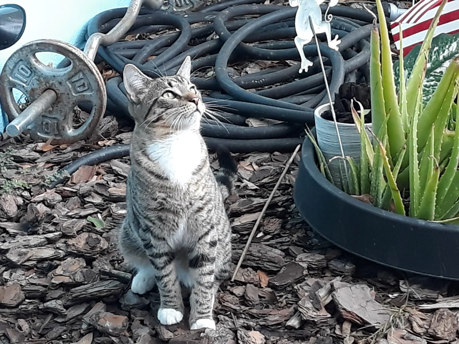 Lost cat in Saint Petersburg, FL, 33707