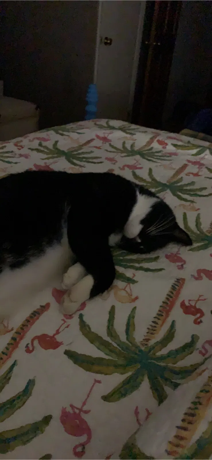 Lost cat in Spartanburg, SC, 29306