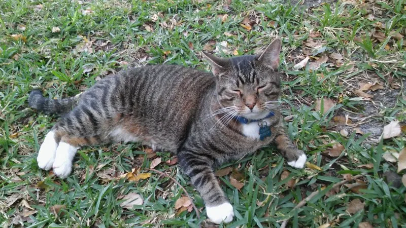 Lost cat in Port Richey, FL, 34668