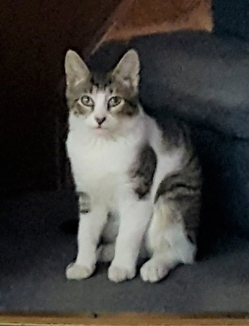 Lost cat in Hopatcong, NJ, 7843