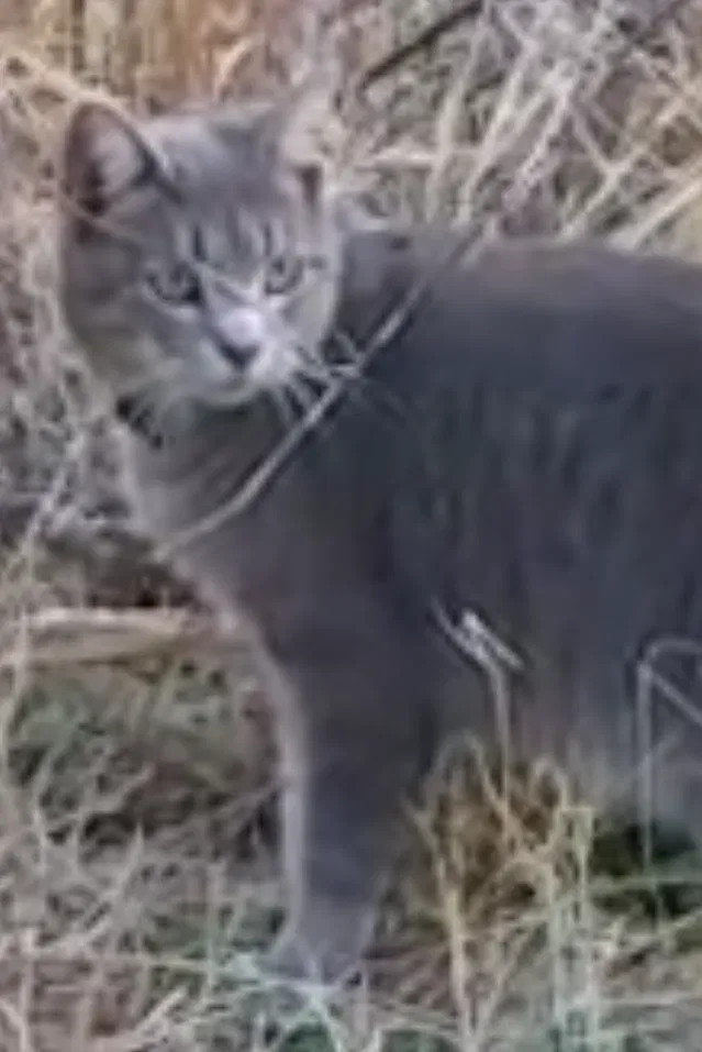 Lost cat in Fountain Inn, SC, 29644
