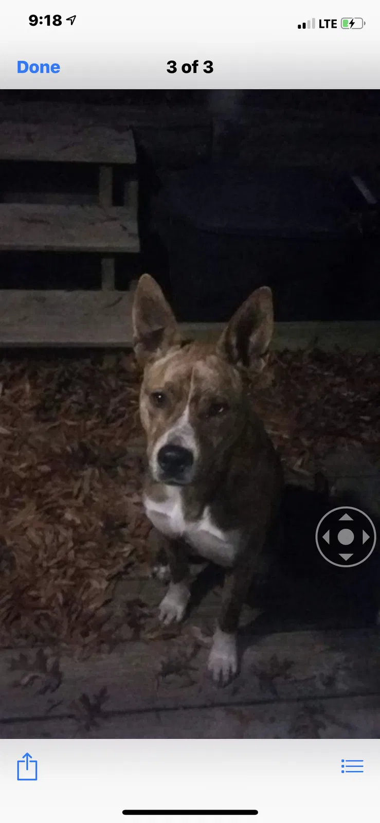 Lost dog in Adairsville, GA, 30103
