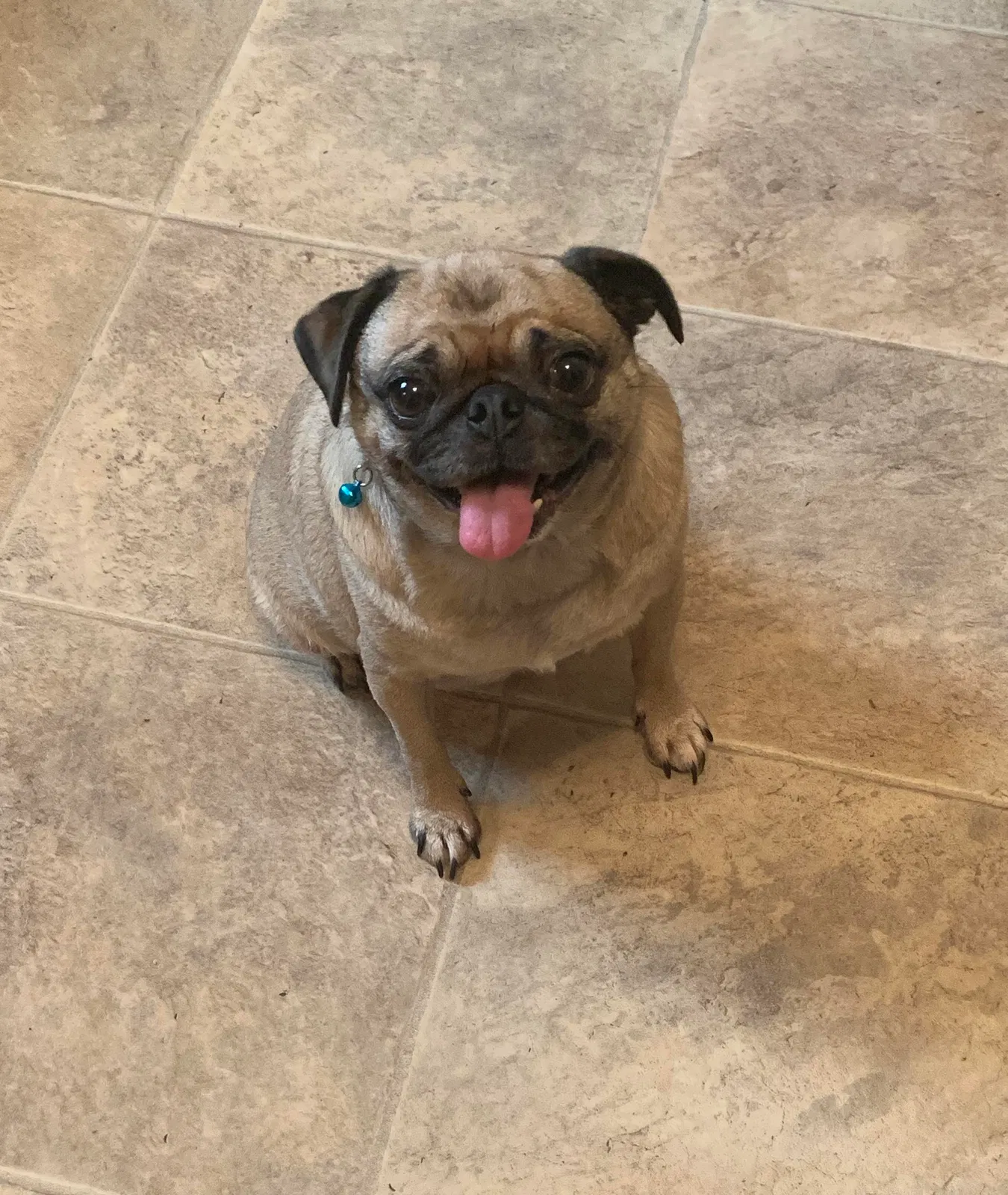 Lost dog in Corpus Christi, TX, 78412