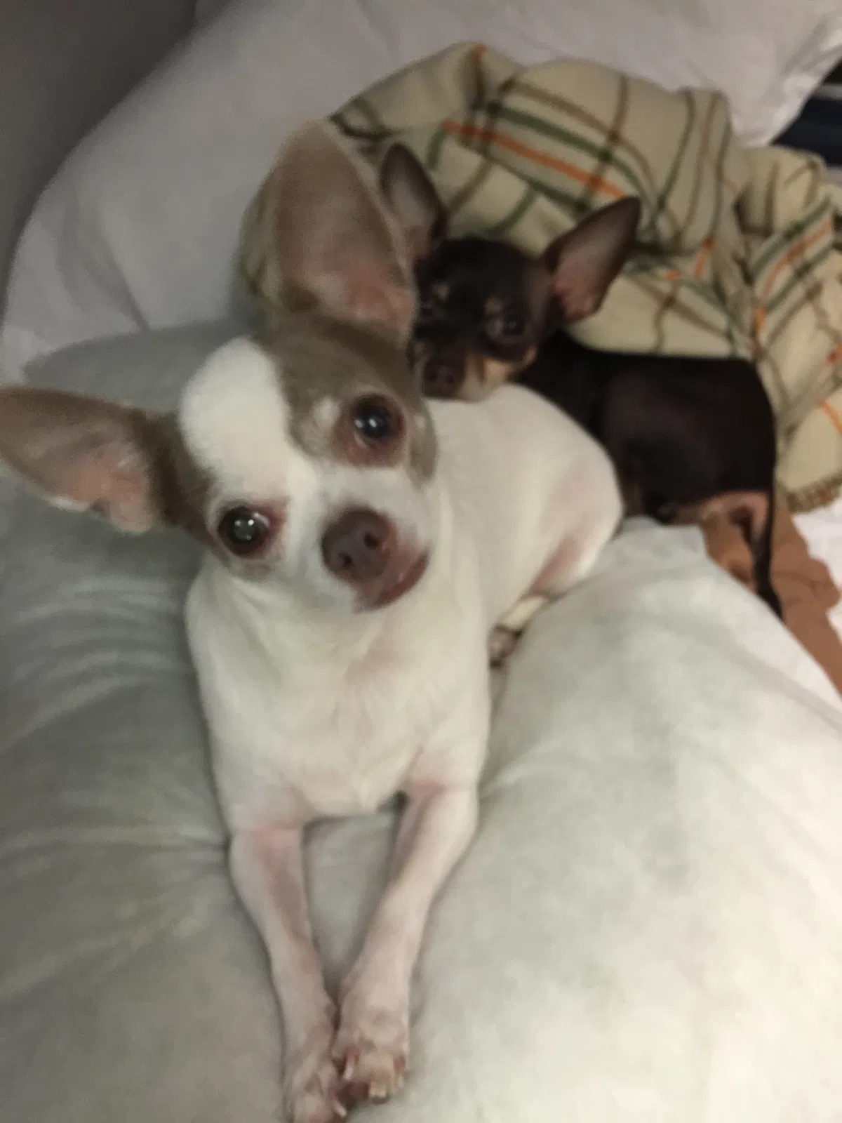 Lost dog in Port Saint Lucie, FL, 34986