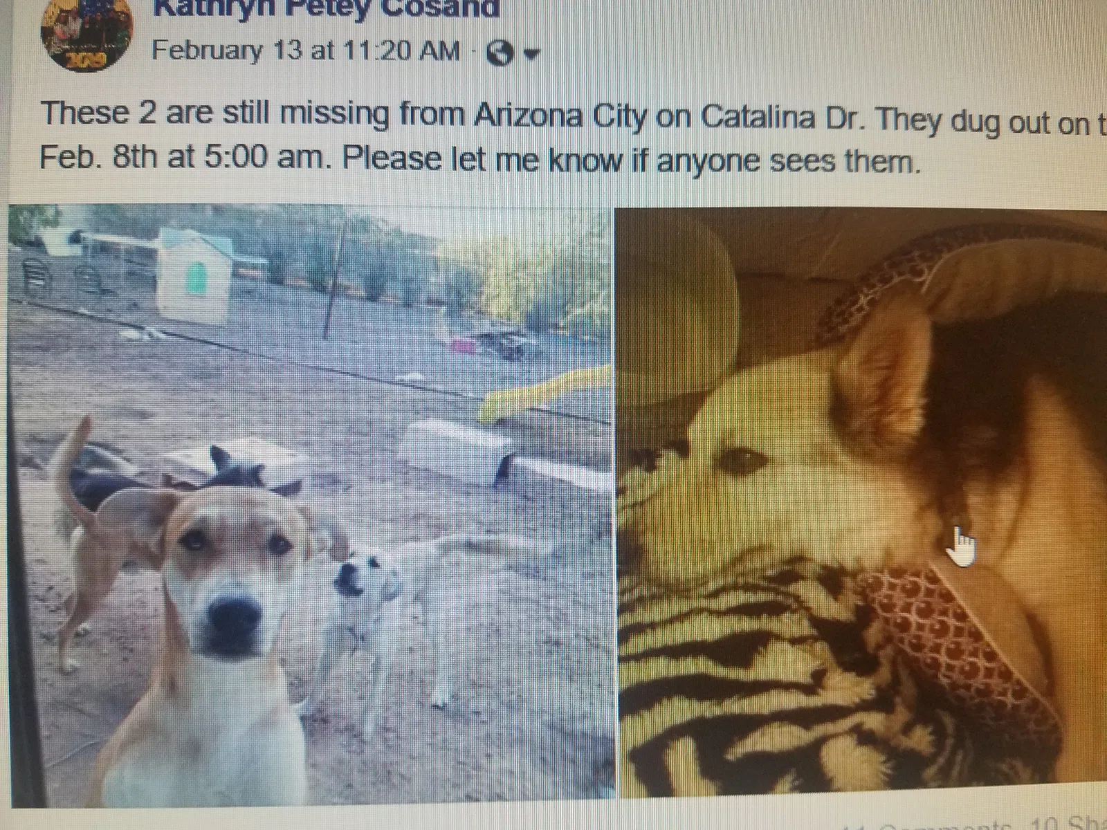 Lost dog in Arizona City, AZ, 85123