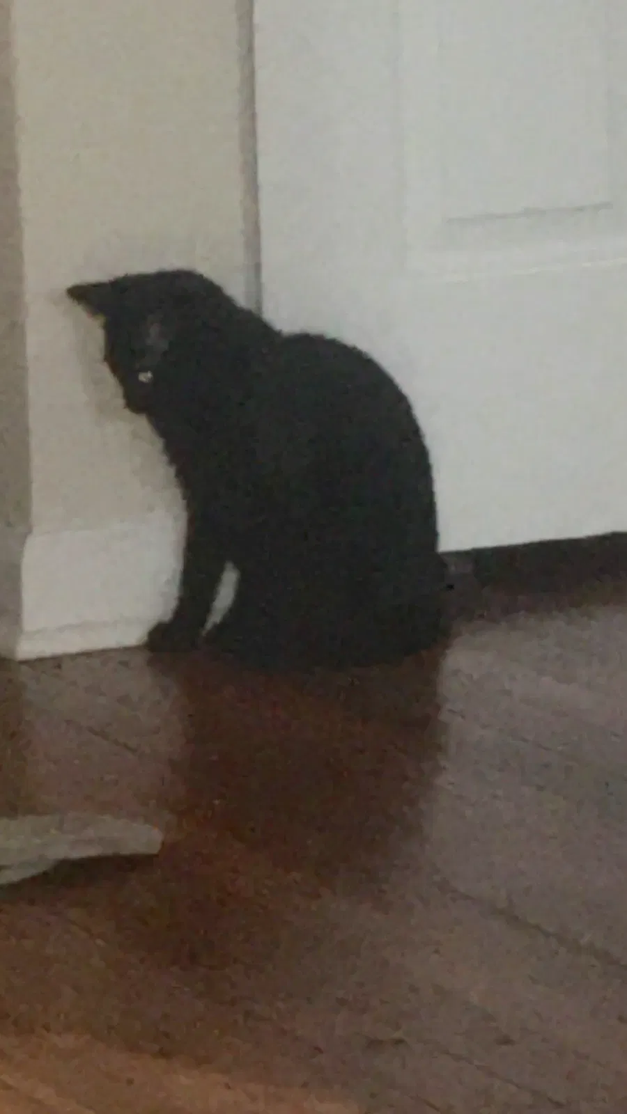 Lost cat in Columbus, OH, 43211