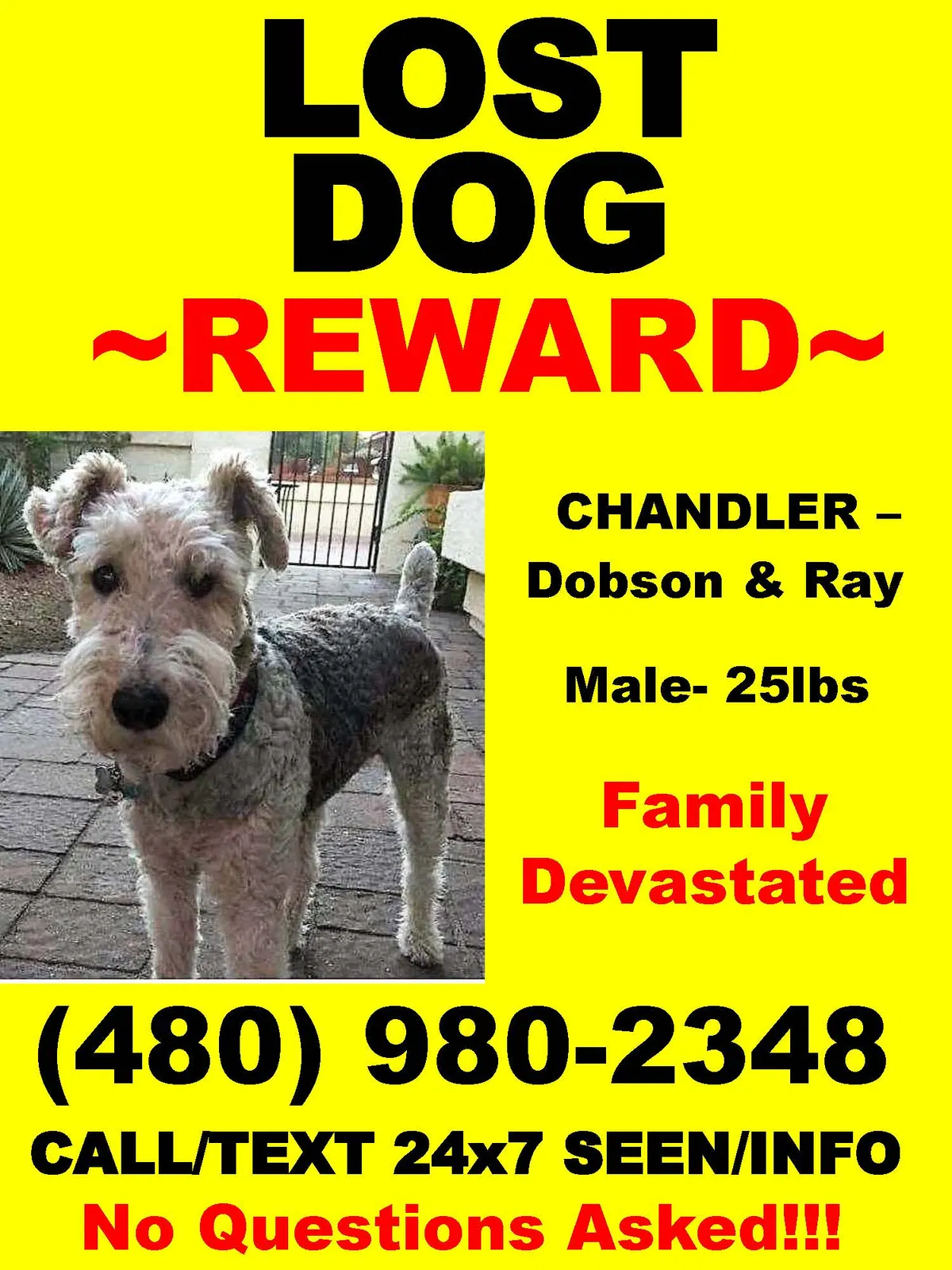 Lost dog in Chandler, AZ, 85224