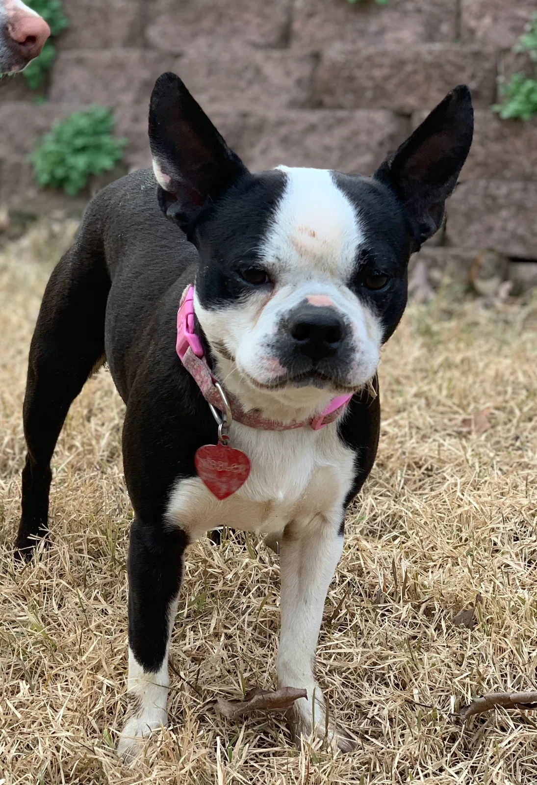 Lost dog in Alexander, AR, 72002