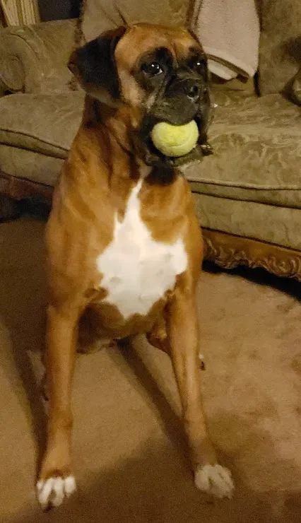 Lost dog in Buckhannon, WV, 26201