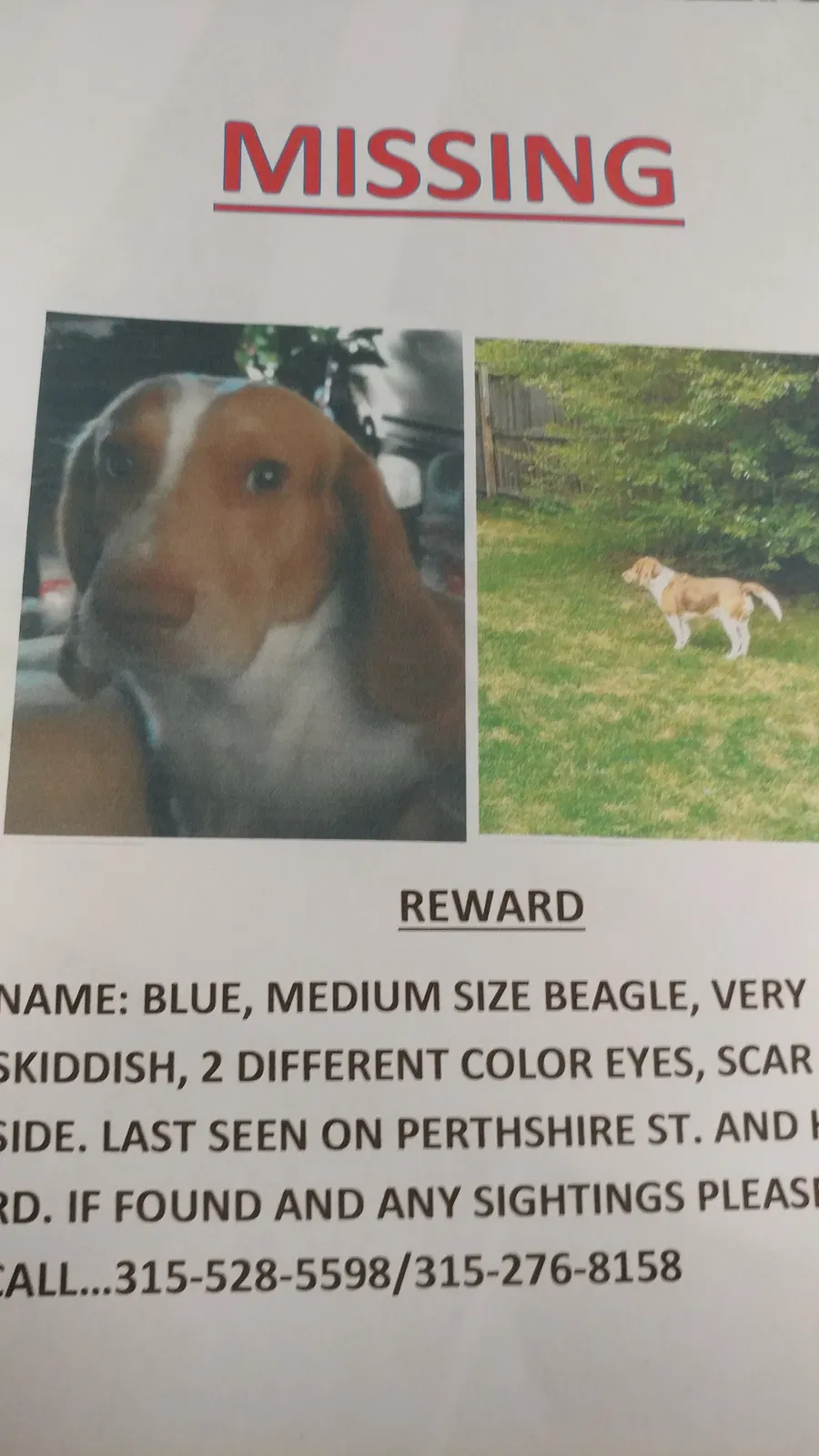 Lost dog in Petersburg, VA, 23803