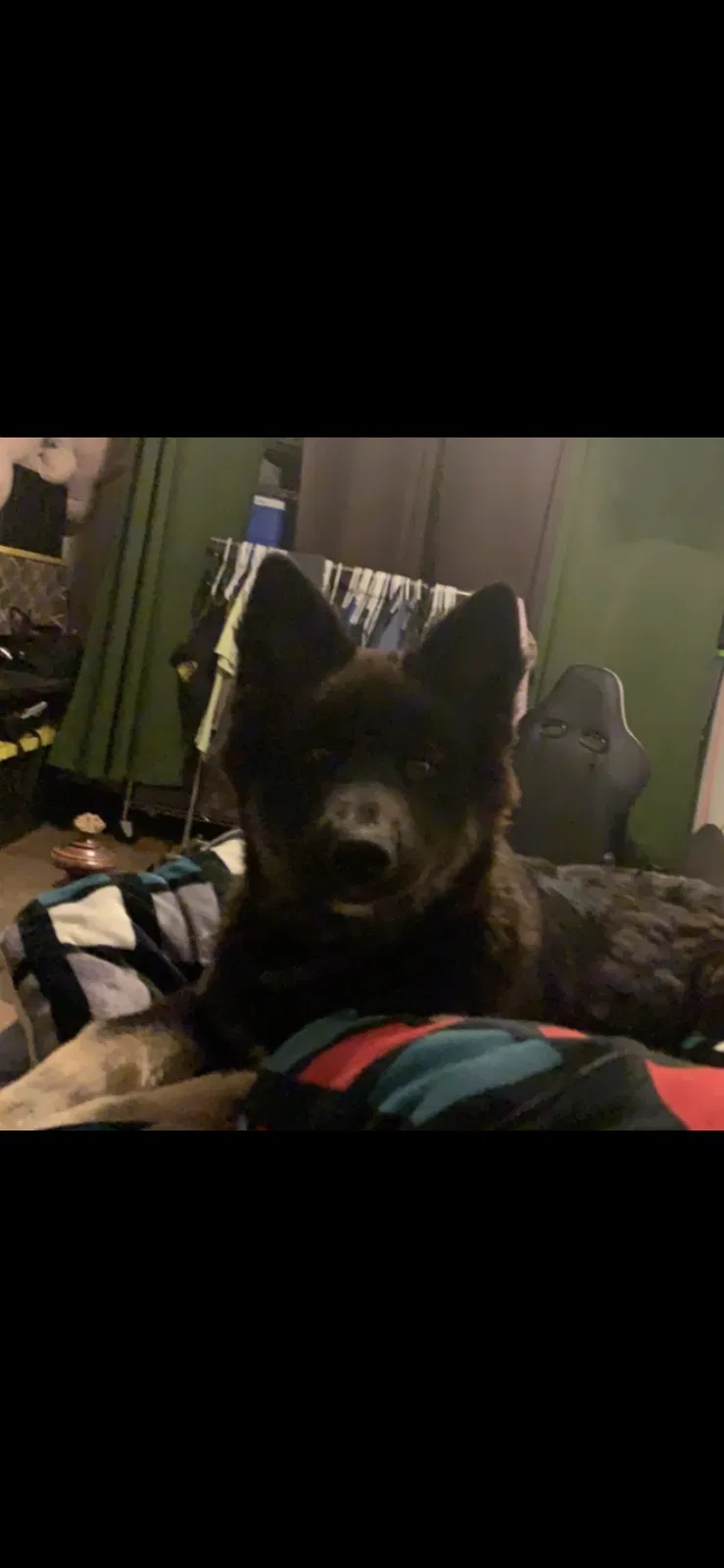 Lost dog in Chula Vista, CA, 91911