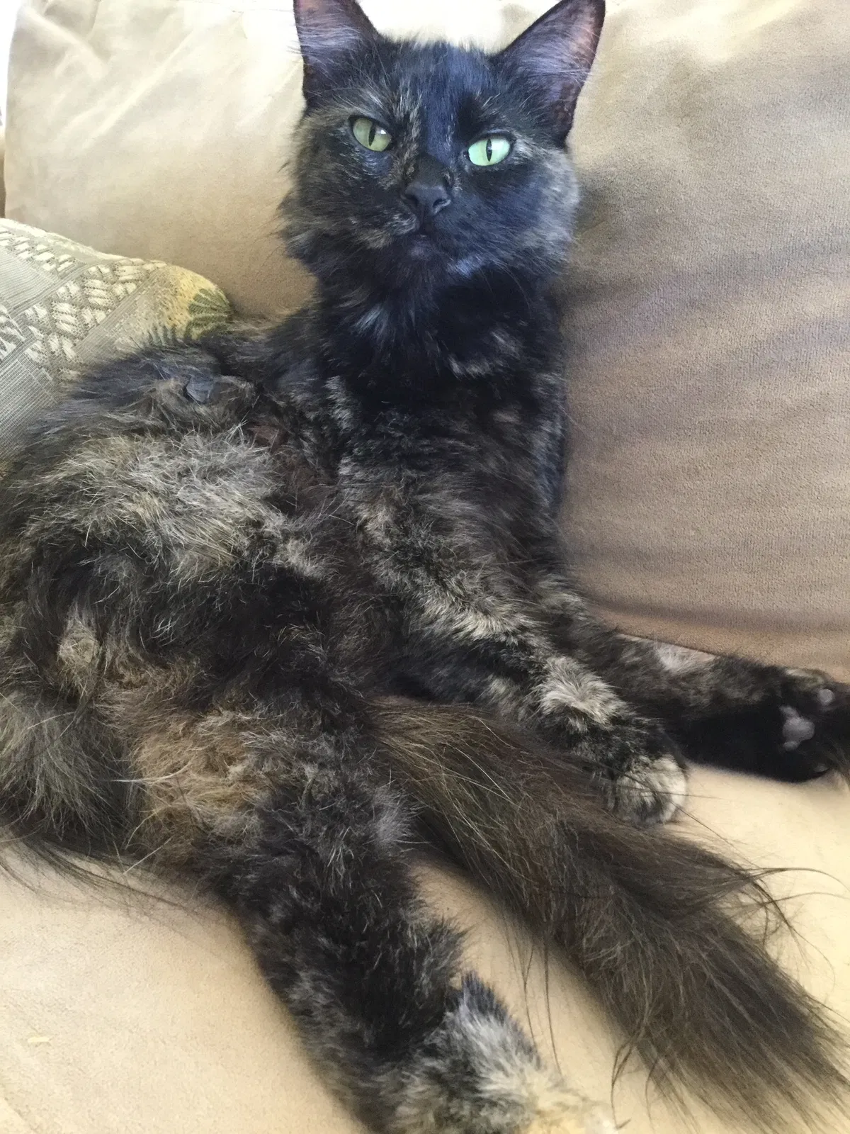 Lost cat in Fullerton, CA, 92831