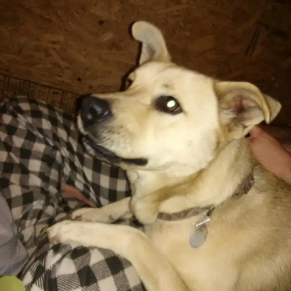 Lost dog in Defuniak Springs, FL, 32433
