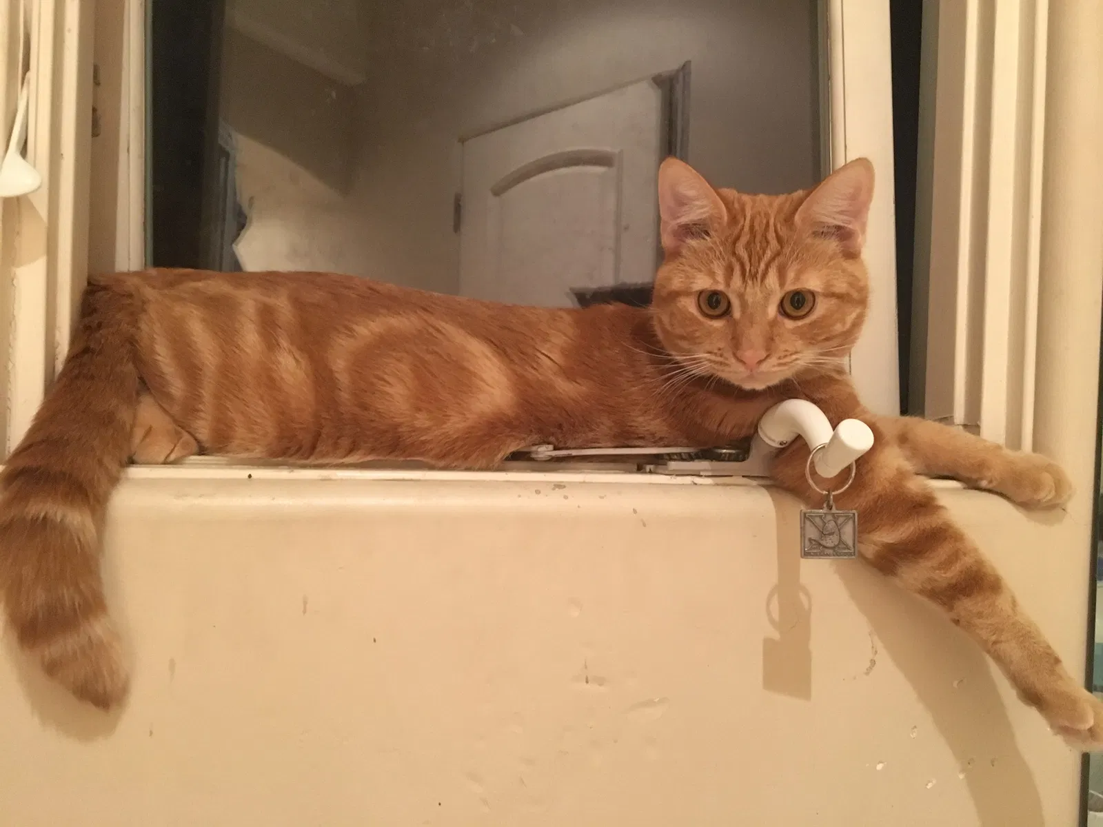 Lost cat in Fullerton, CA, 92831