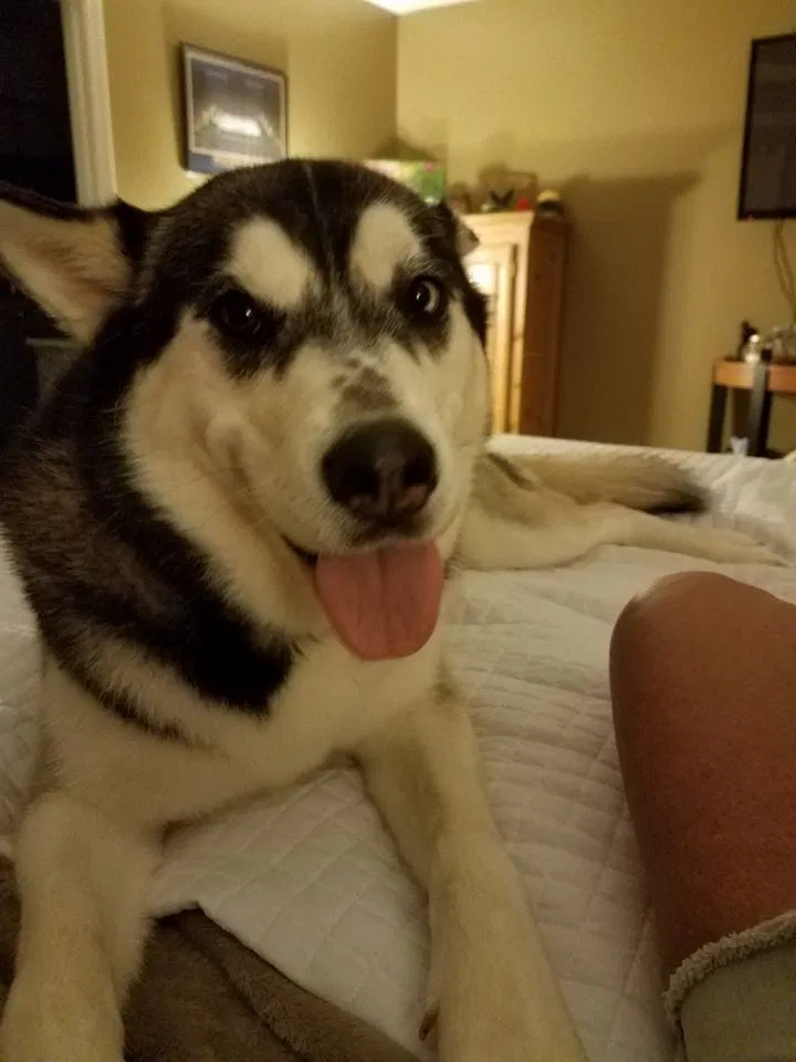 Lost dog in Dallas, GA, 30157