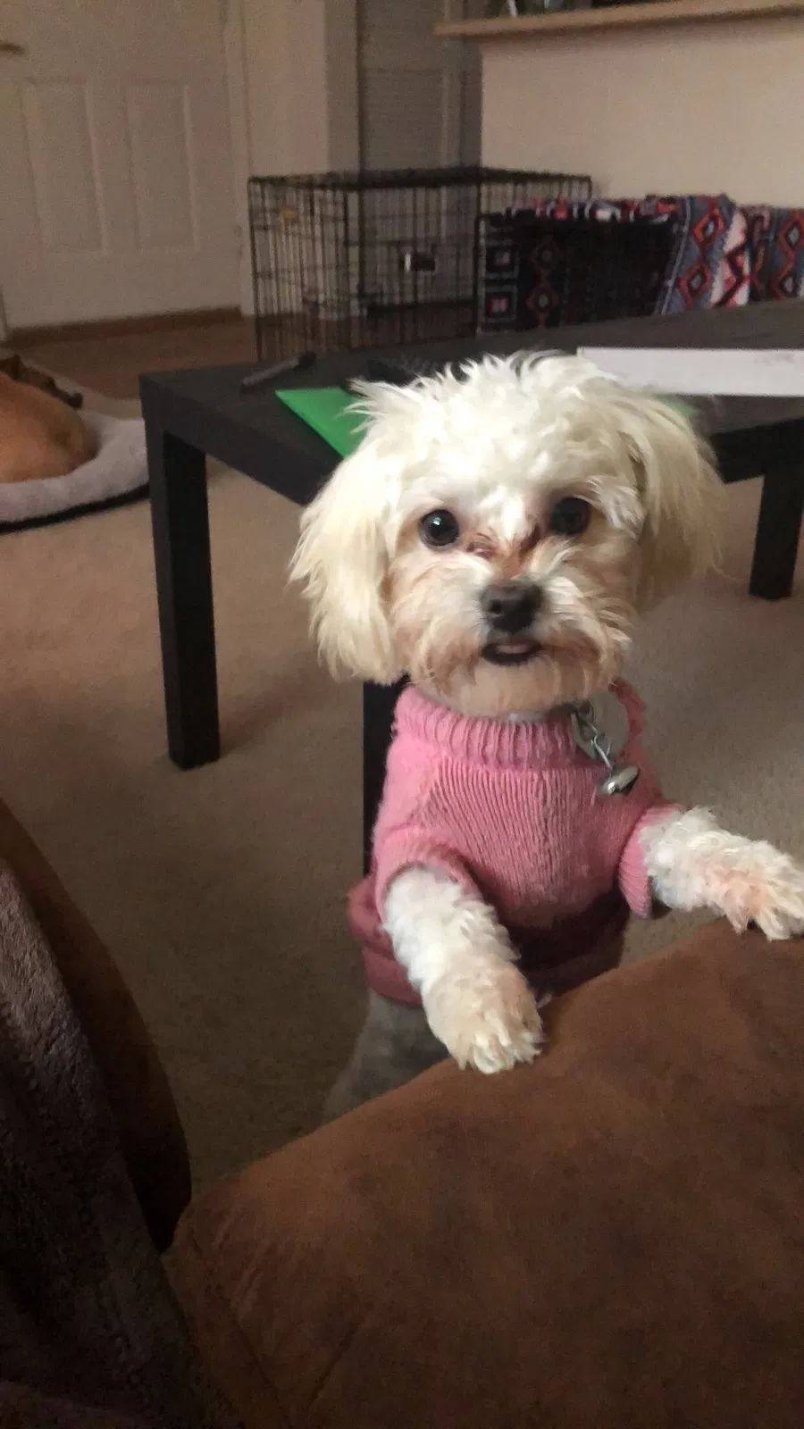 Lost dog in Wilmington, DE, 19801