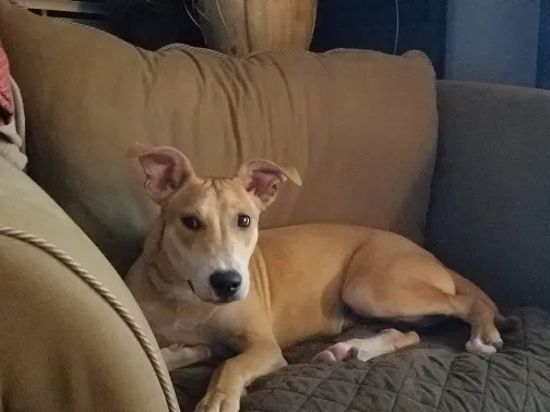 Lost dog in Savannah, GA, 31406