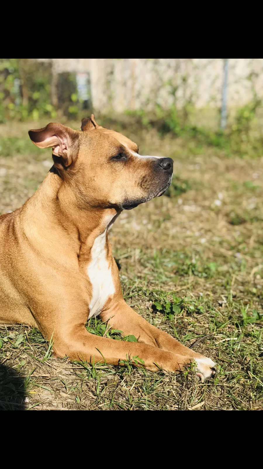 Lost dog in New Port Richey, FL, 34652