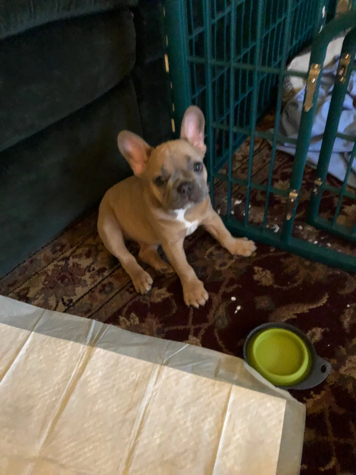 Lost dog in Fairfield, CA, 94533