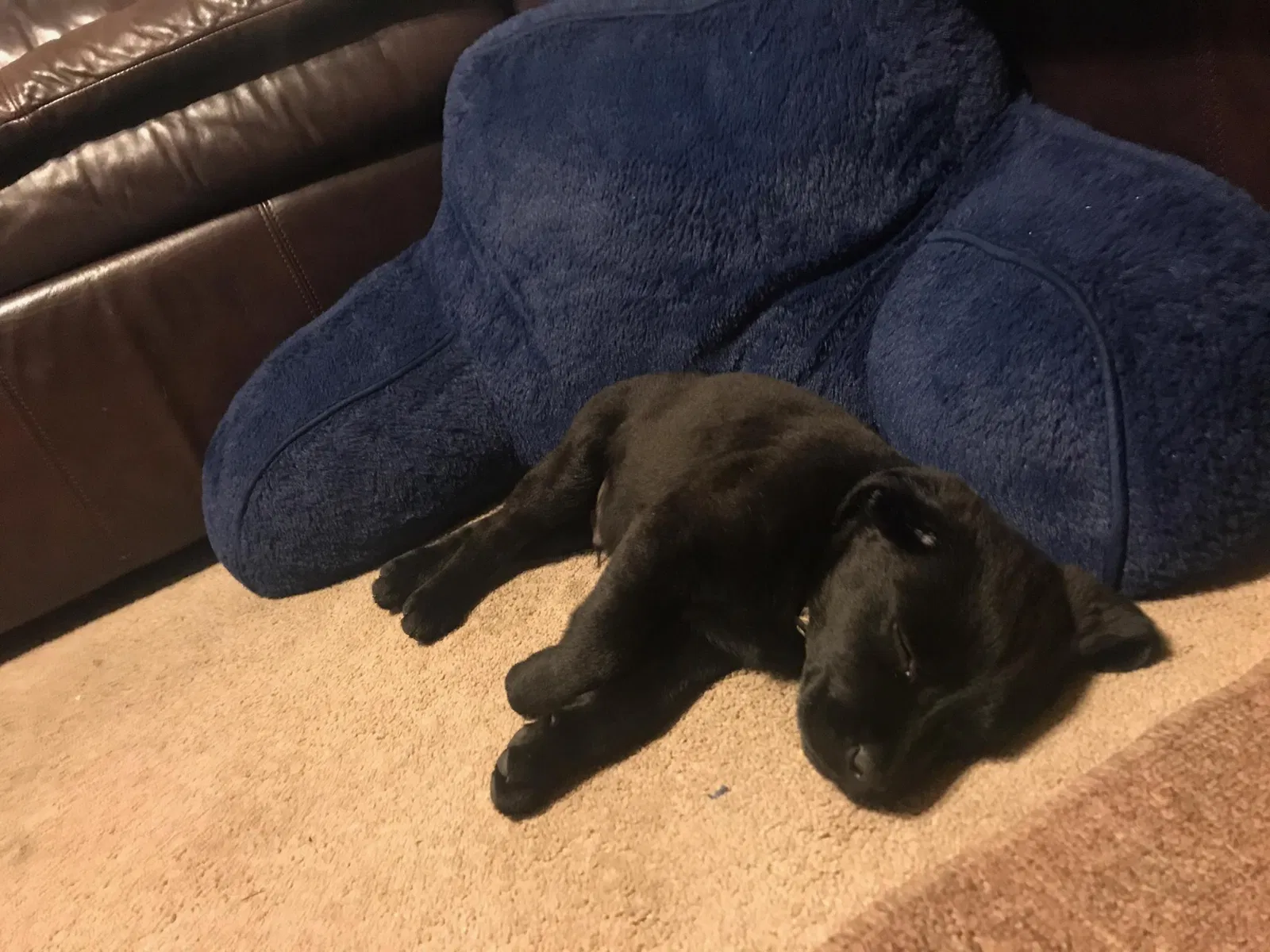 Lost dog in Las Cruces, NM, 88012