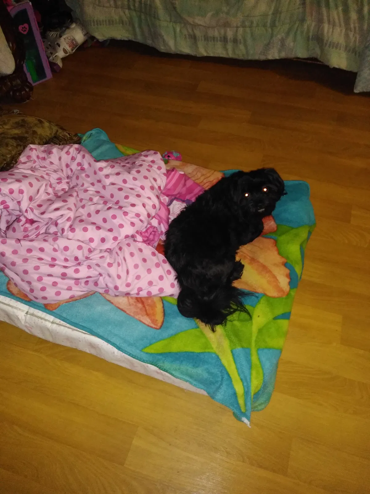 Lost dog in New Orleans, LA, 70115