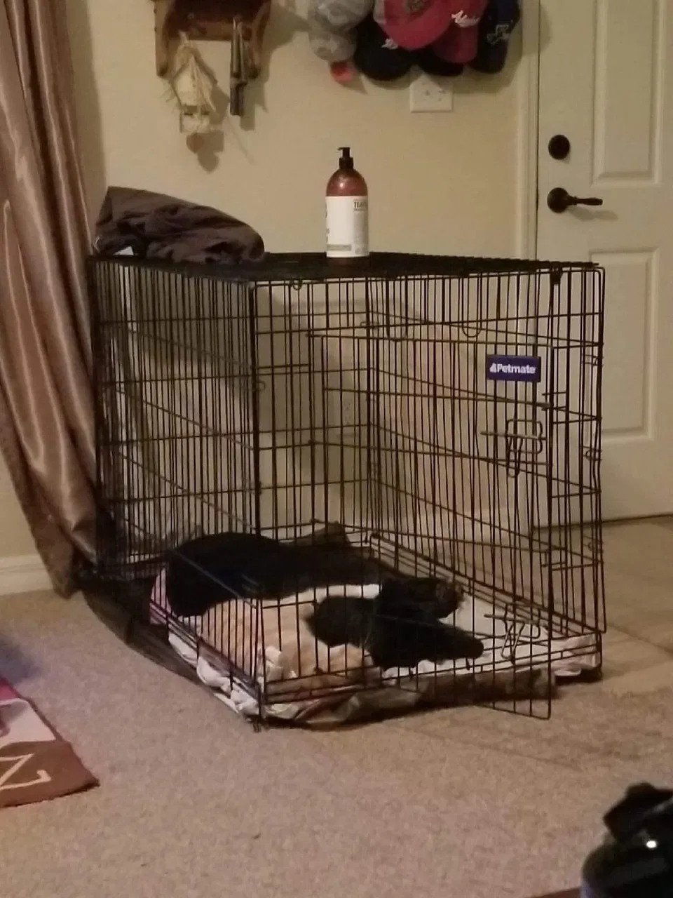 Lost cat in Ocala, FL, 34473