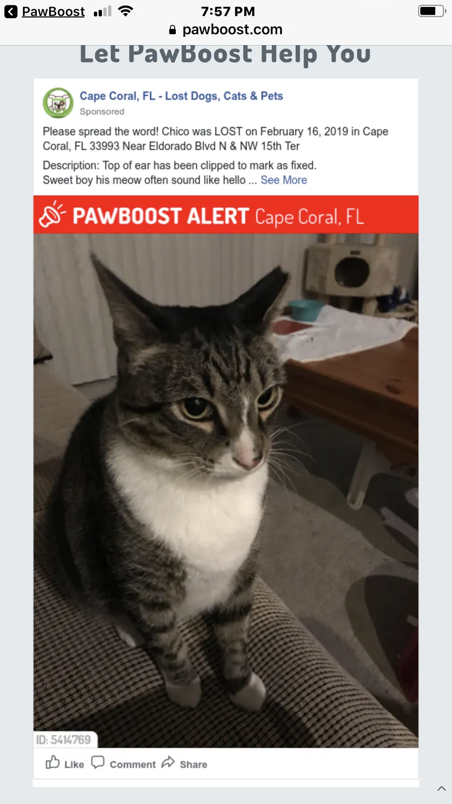 Lost cat in Cape Coral, FL, 33993