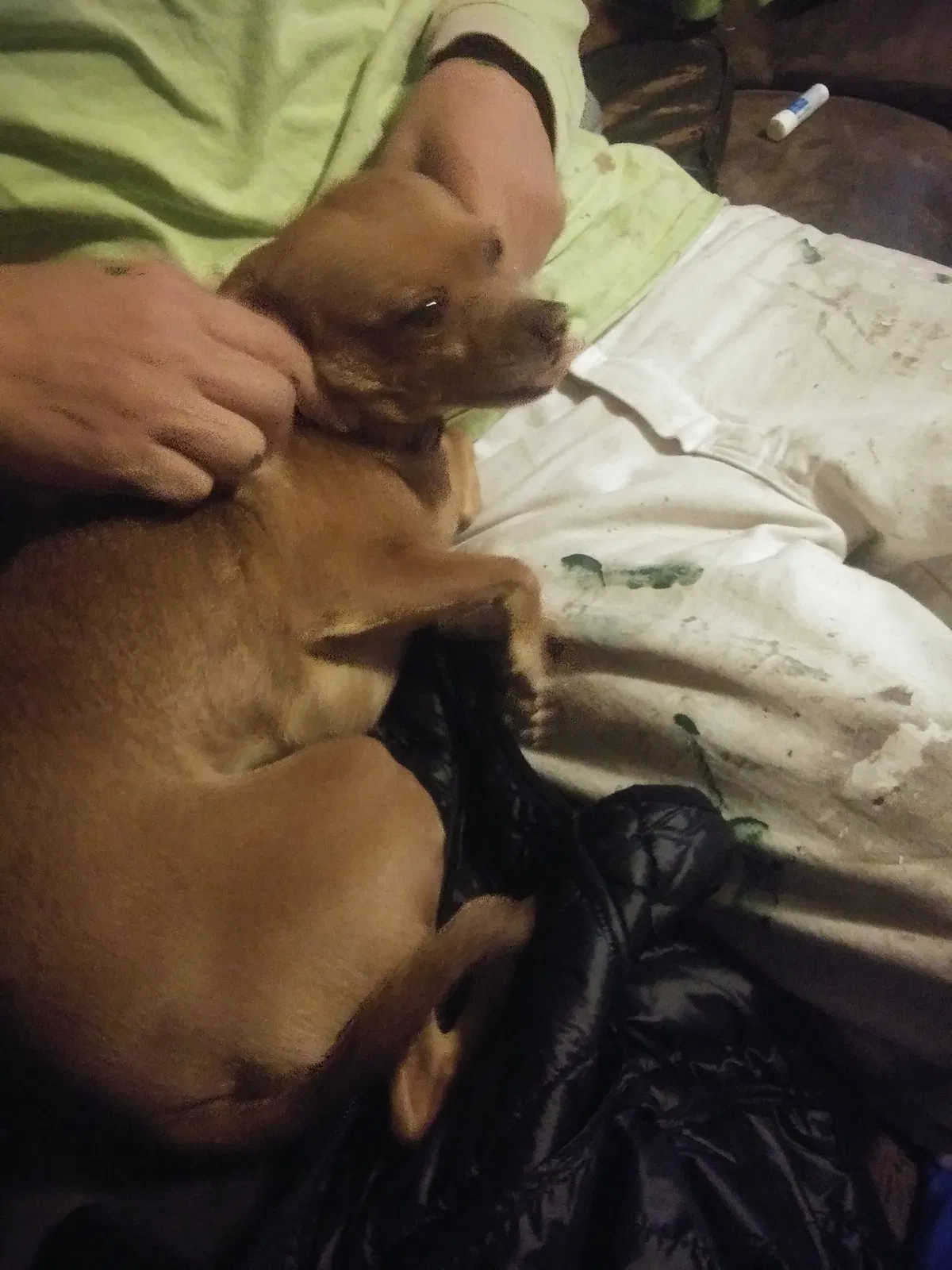 Lost dog in Abilene, TX, 79605