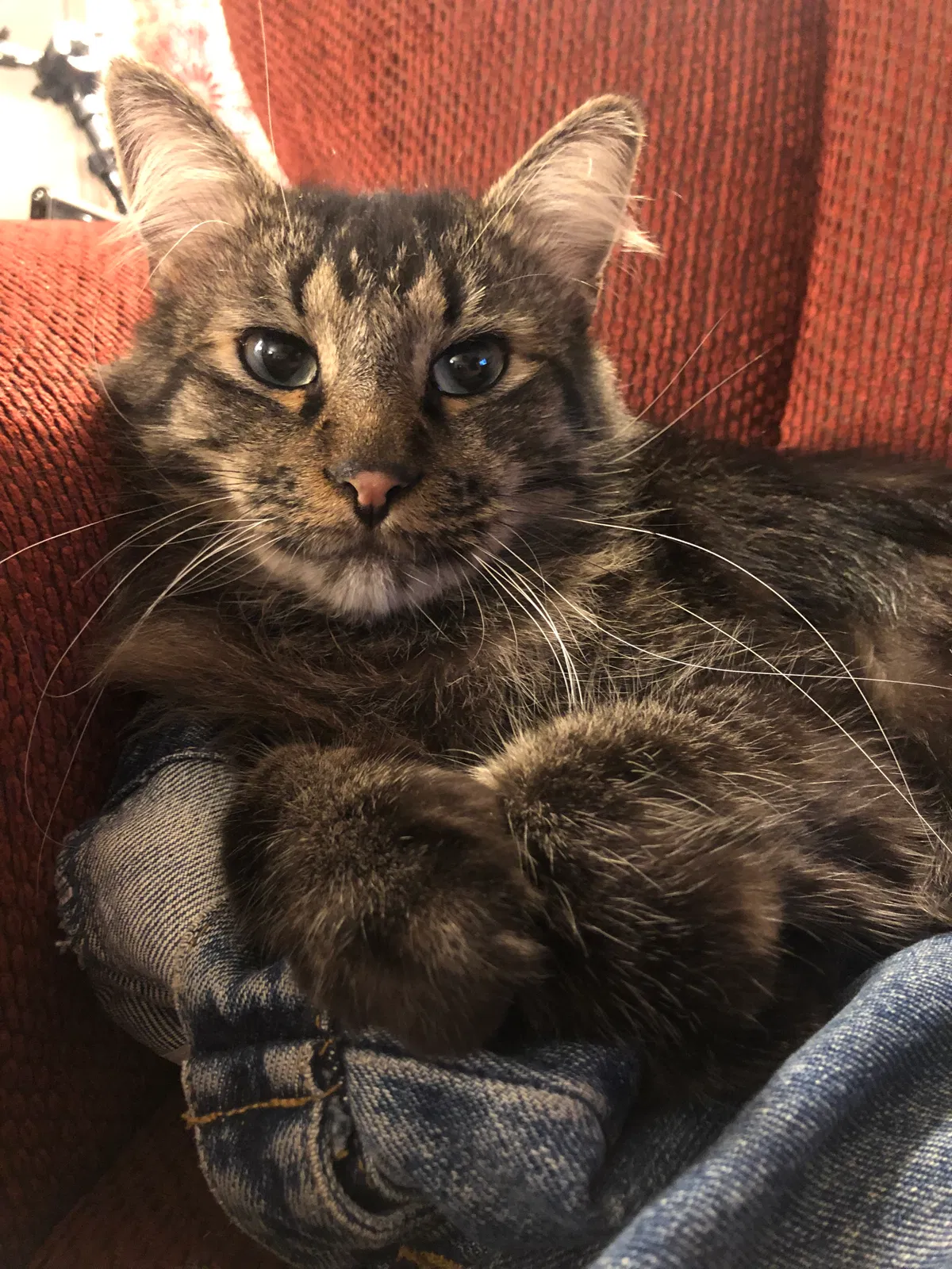 Lost cat in Los Angeles, CA, 90046