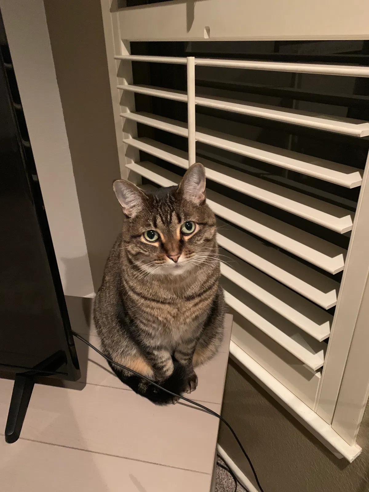 Lost cat in Midland, TX, 79707