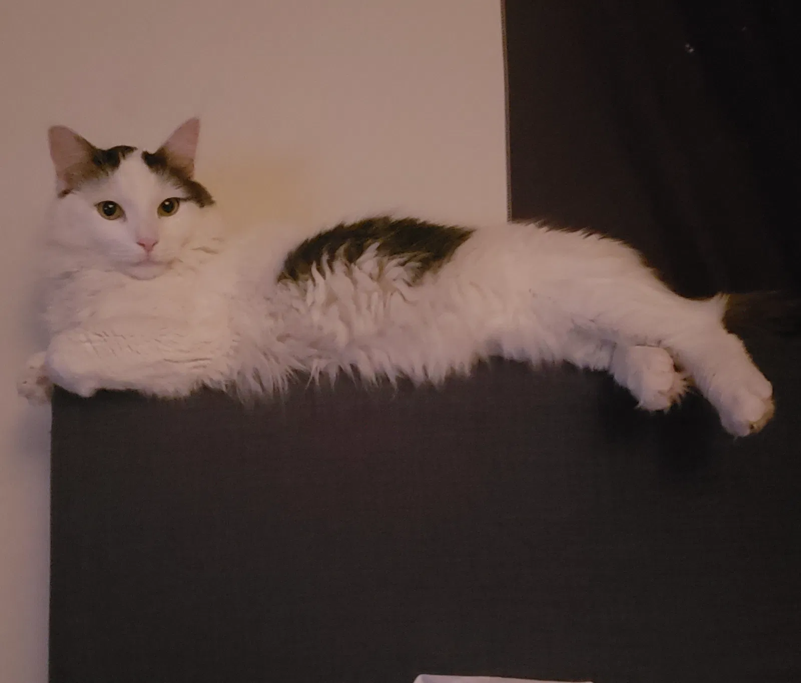 Lost cat in Allentown, PA, 18103