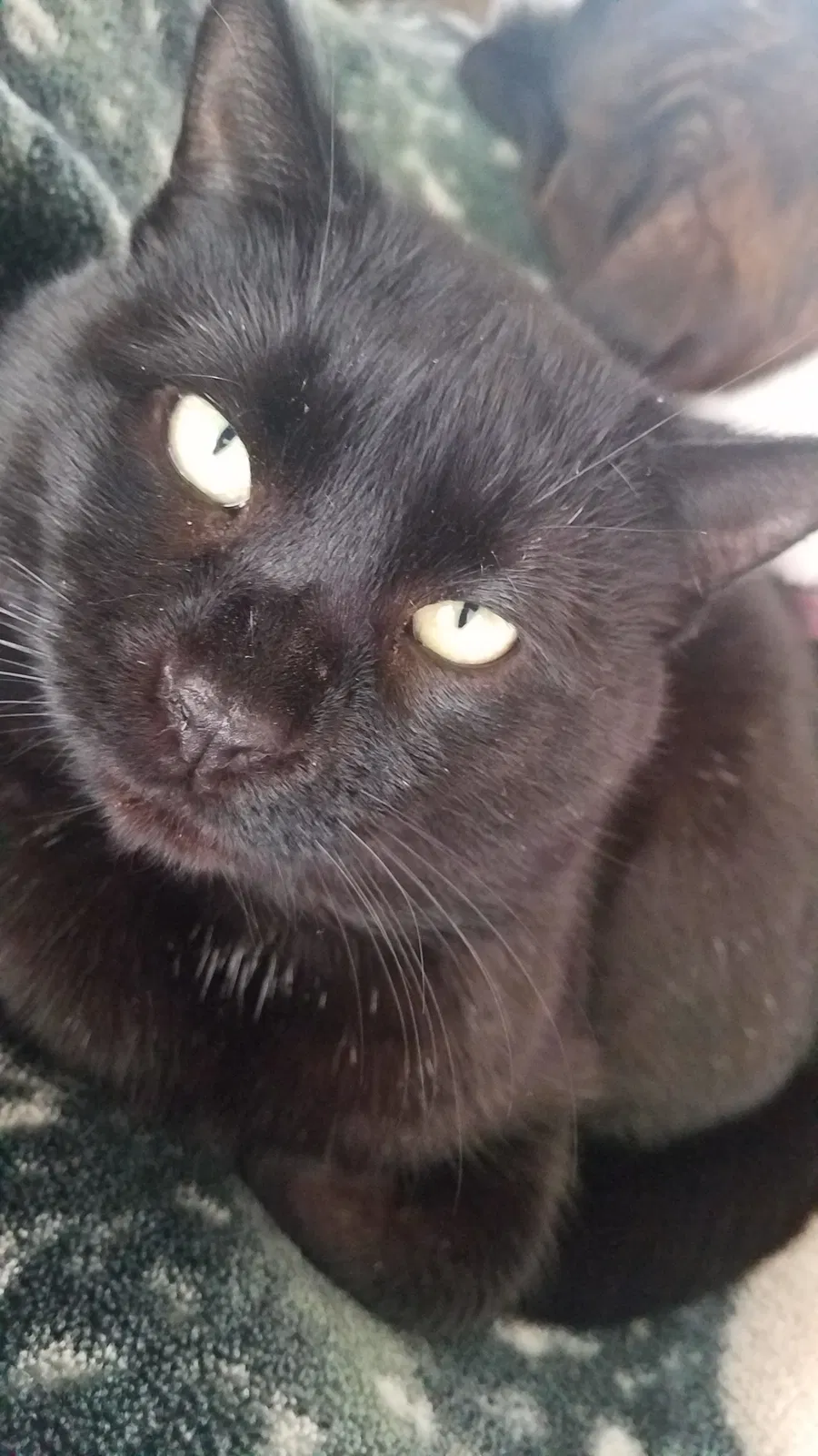 Lost cat in Ann Arbor, MI, 48103