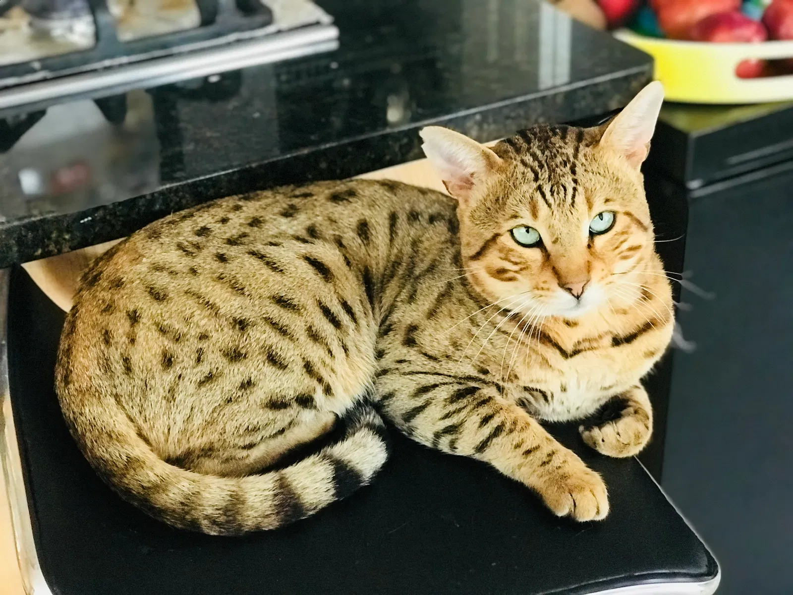 Lost cat in Round Lake, IL, 60073
