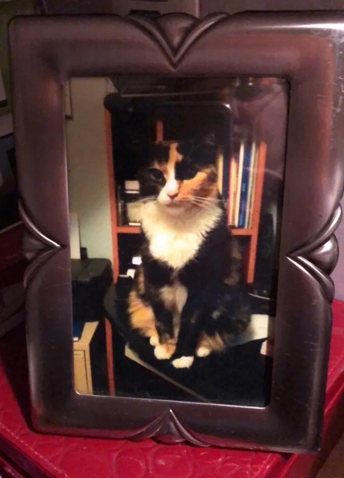 Lost cat in Lenoxville, PA, 18441