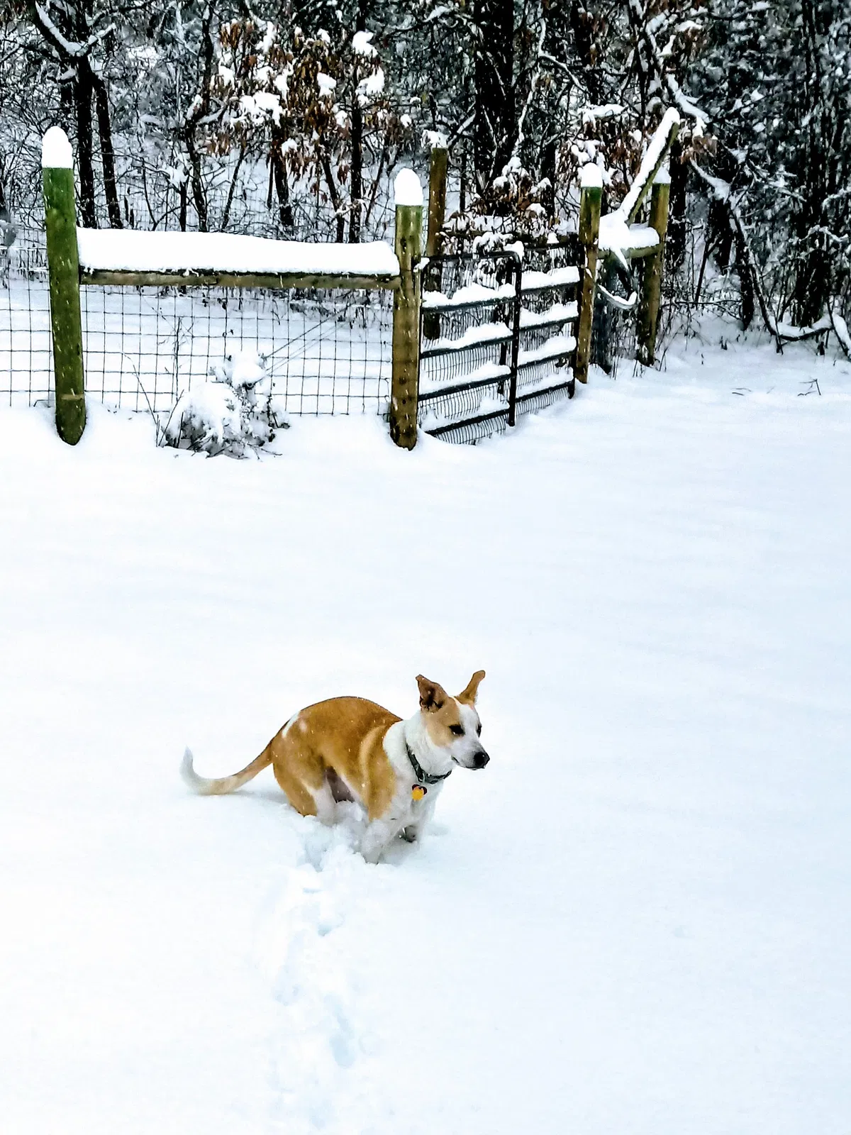 Lost dog in Beaufort, MO, 63013