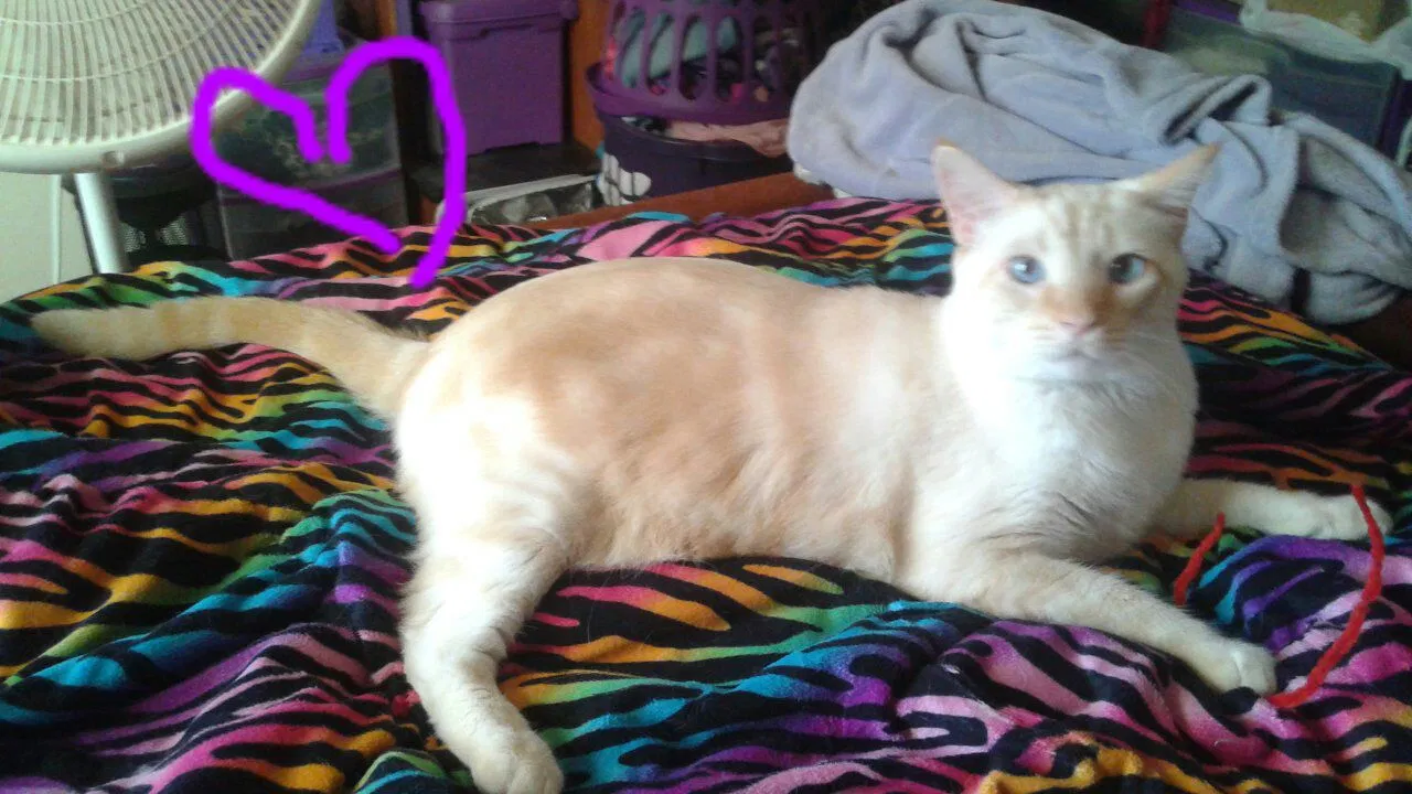 Lost cat in Port Charlotte, FL, 33952