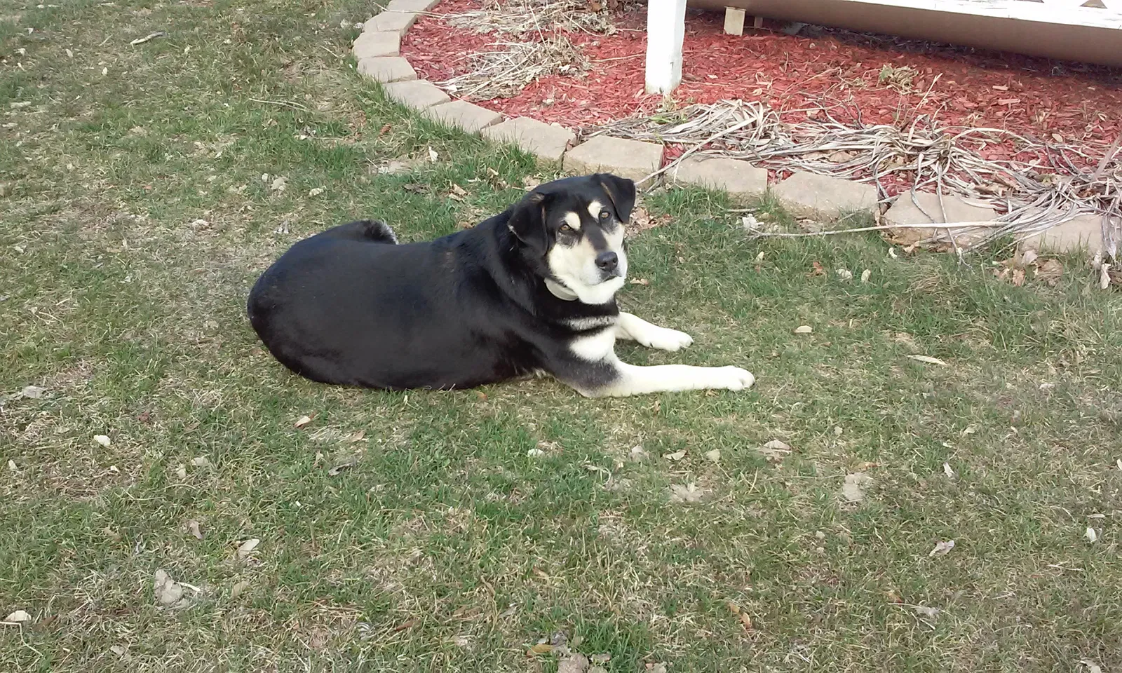 Lost dog in Birch Run, MI, 48415
