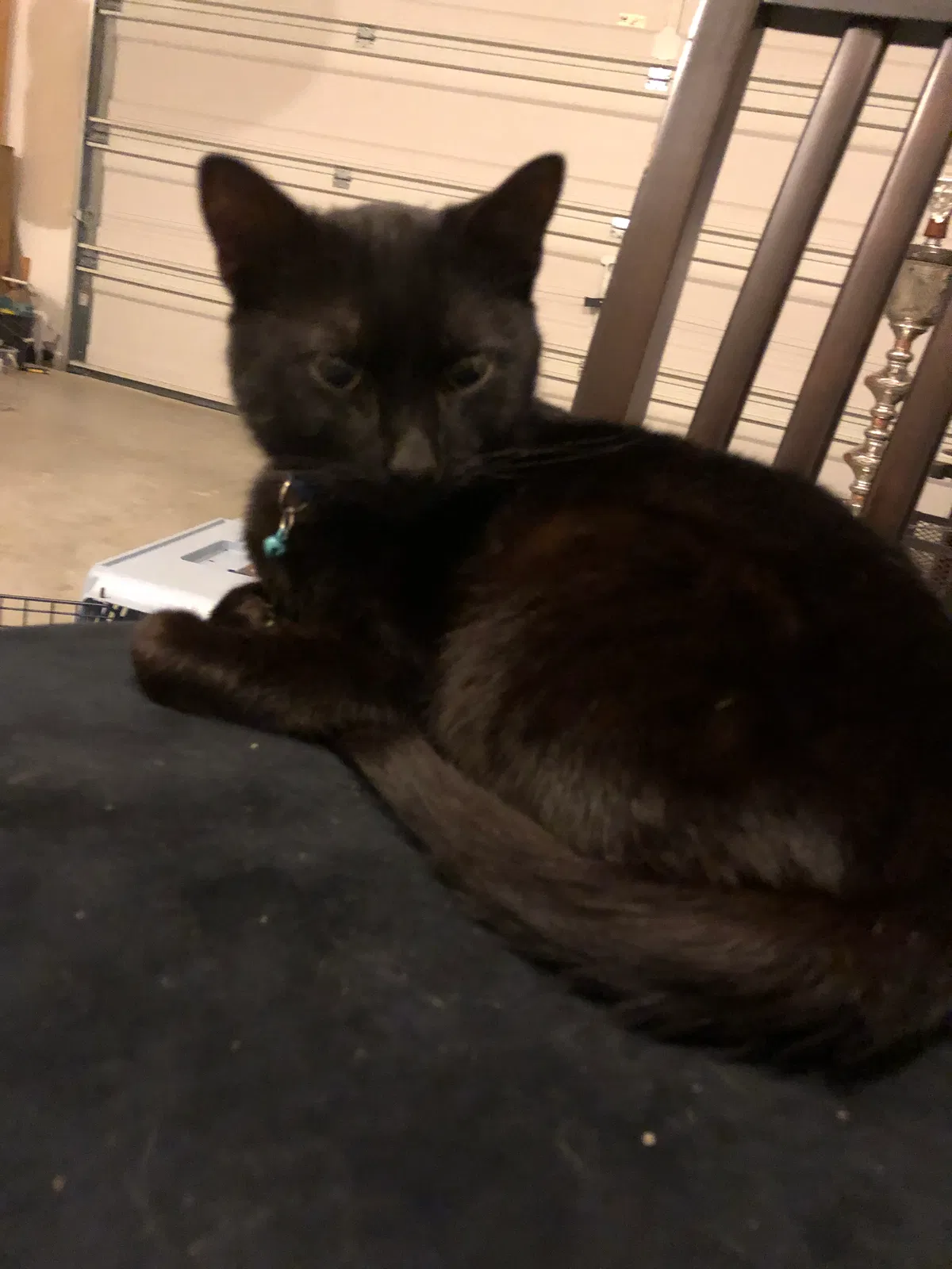 Found cat in Acworth, GA, 30101