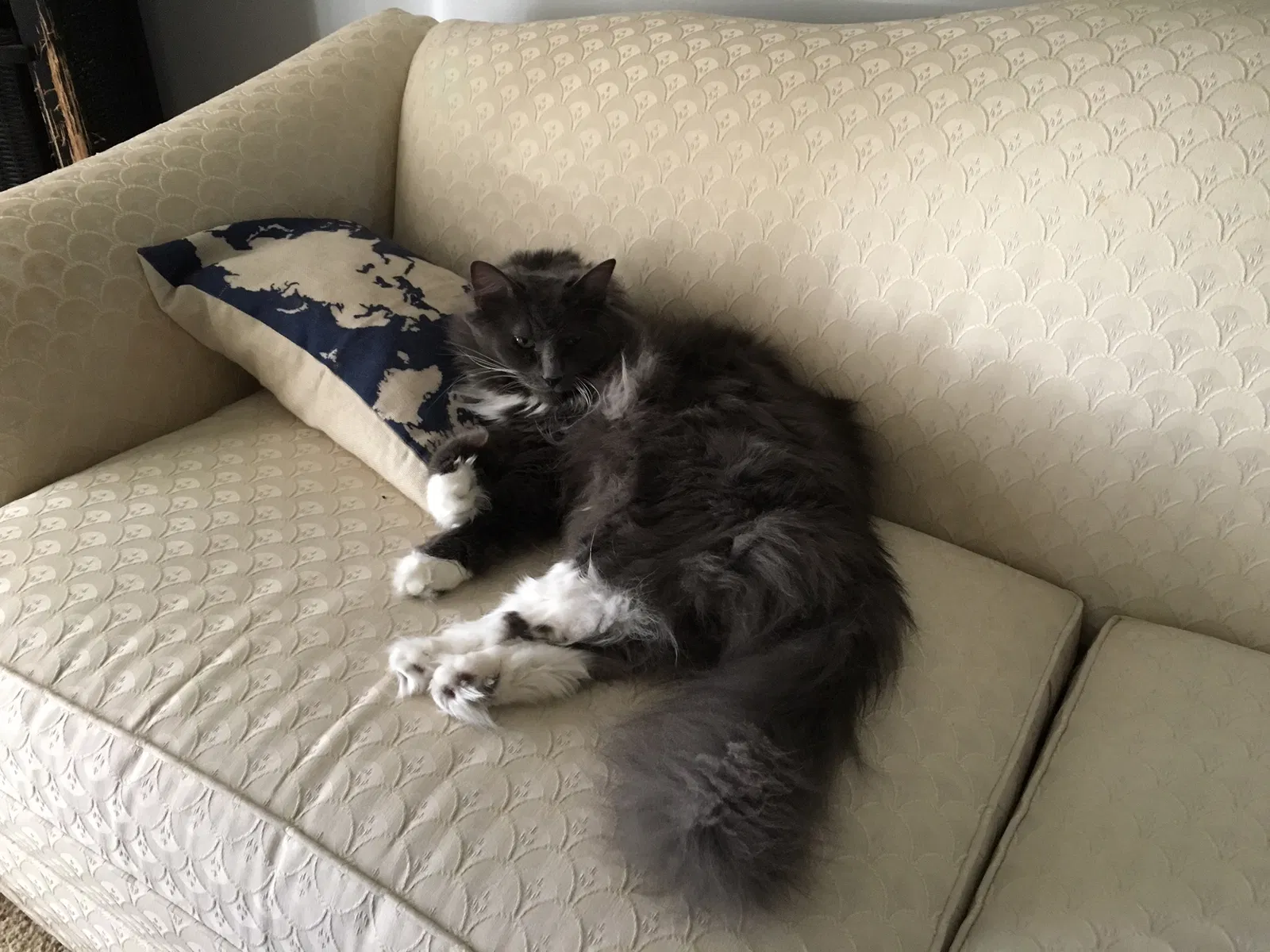 Lost cat in Crown Point, IN, 46307