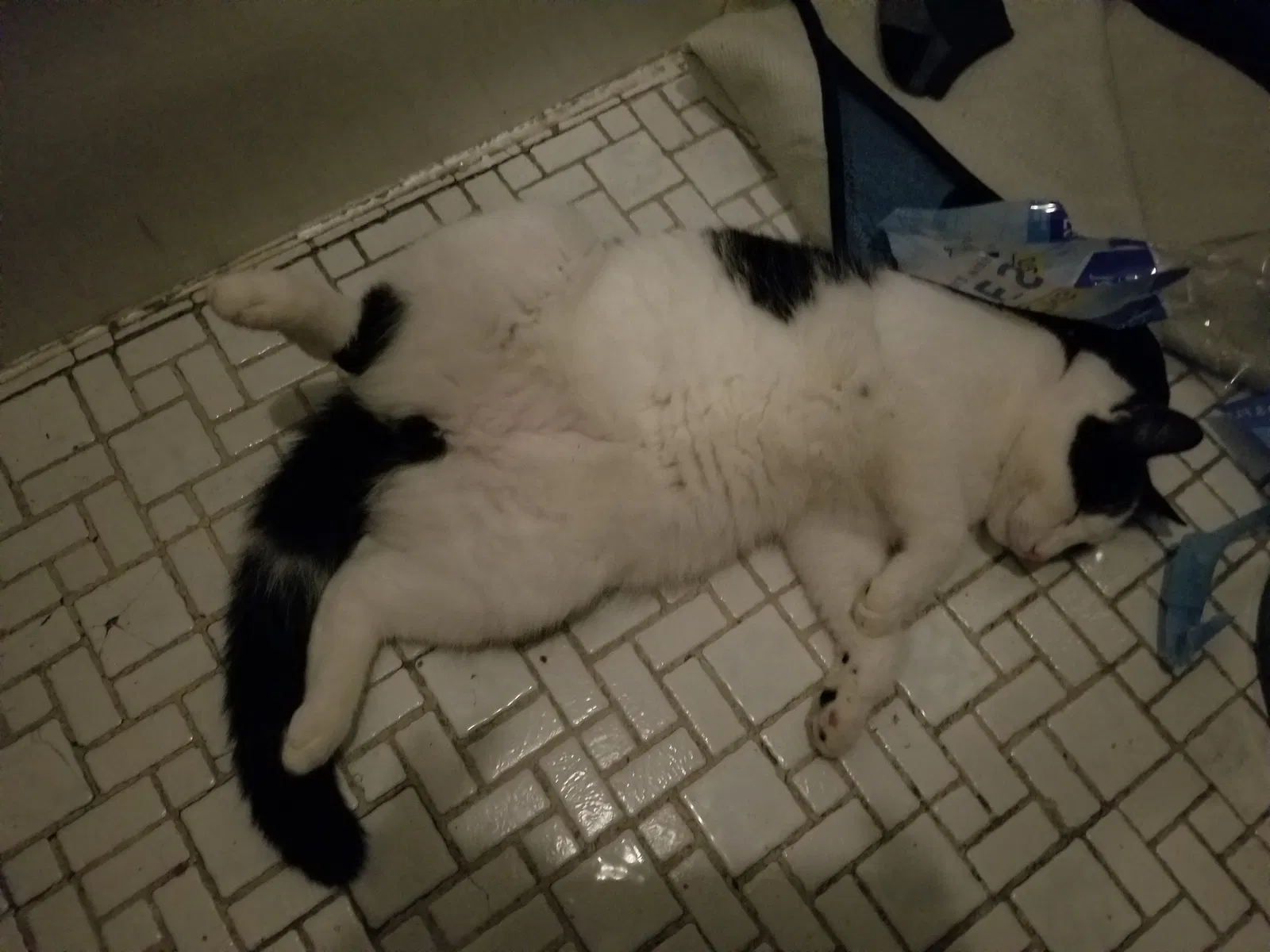 Lost cat in East Elmhurst, NY, 11369
