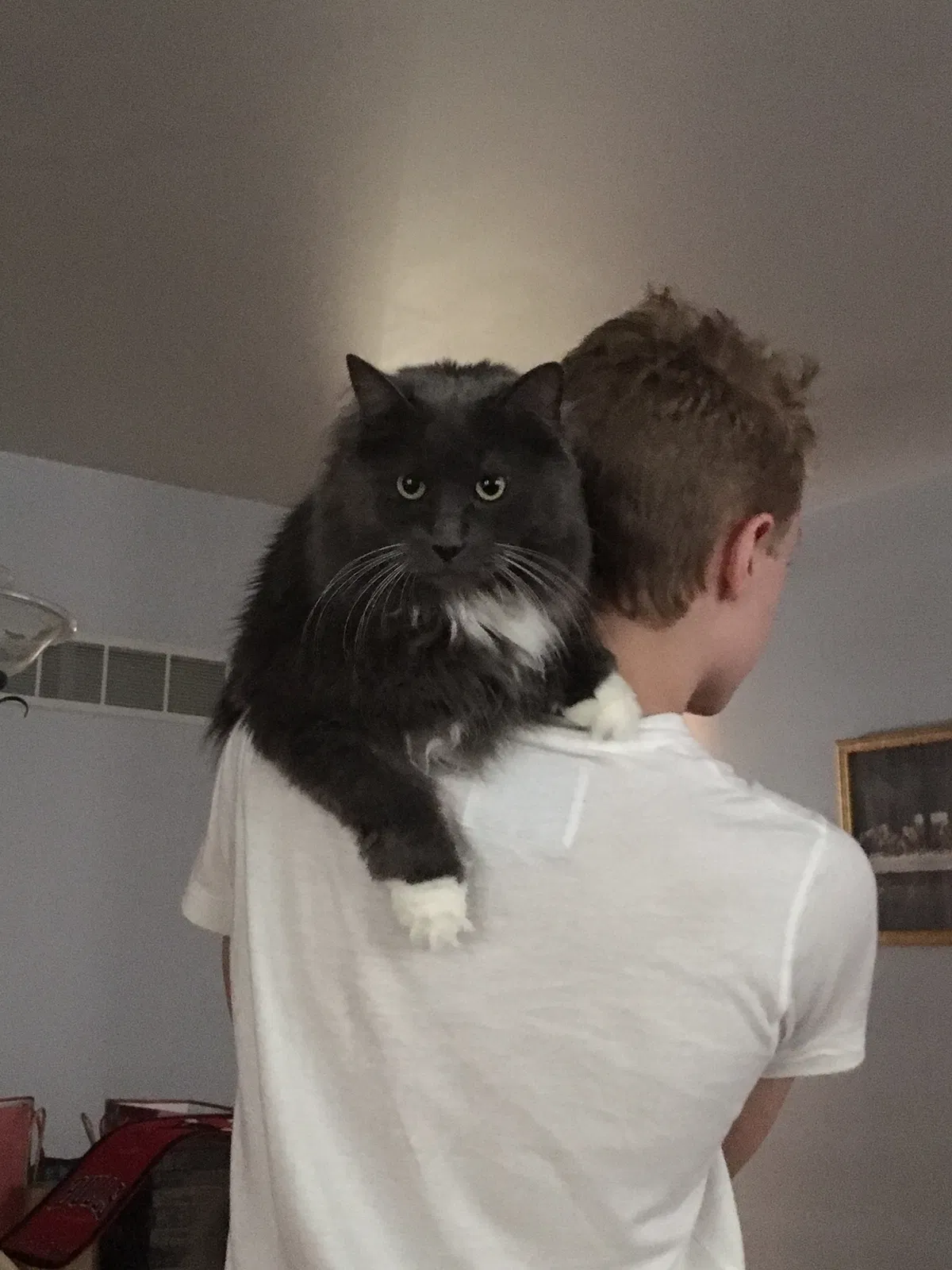 Lost cat in Crown Point, IN, 46307