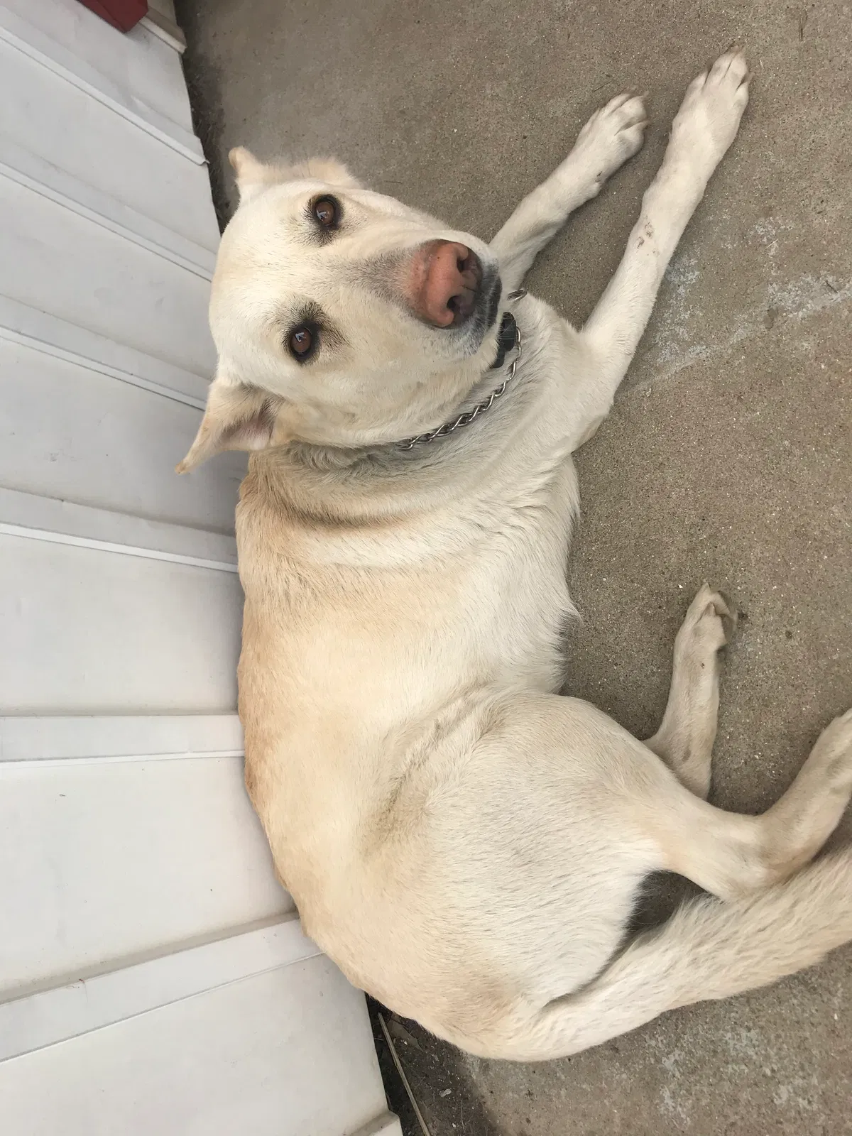 Lost dog in Moores Hill, IN, 47032