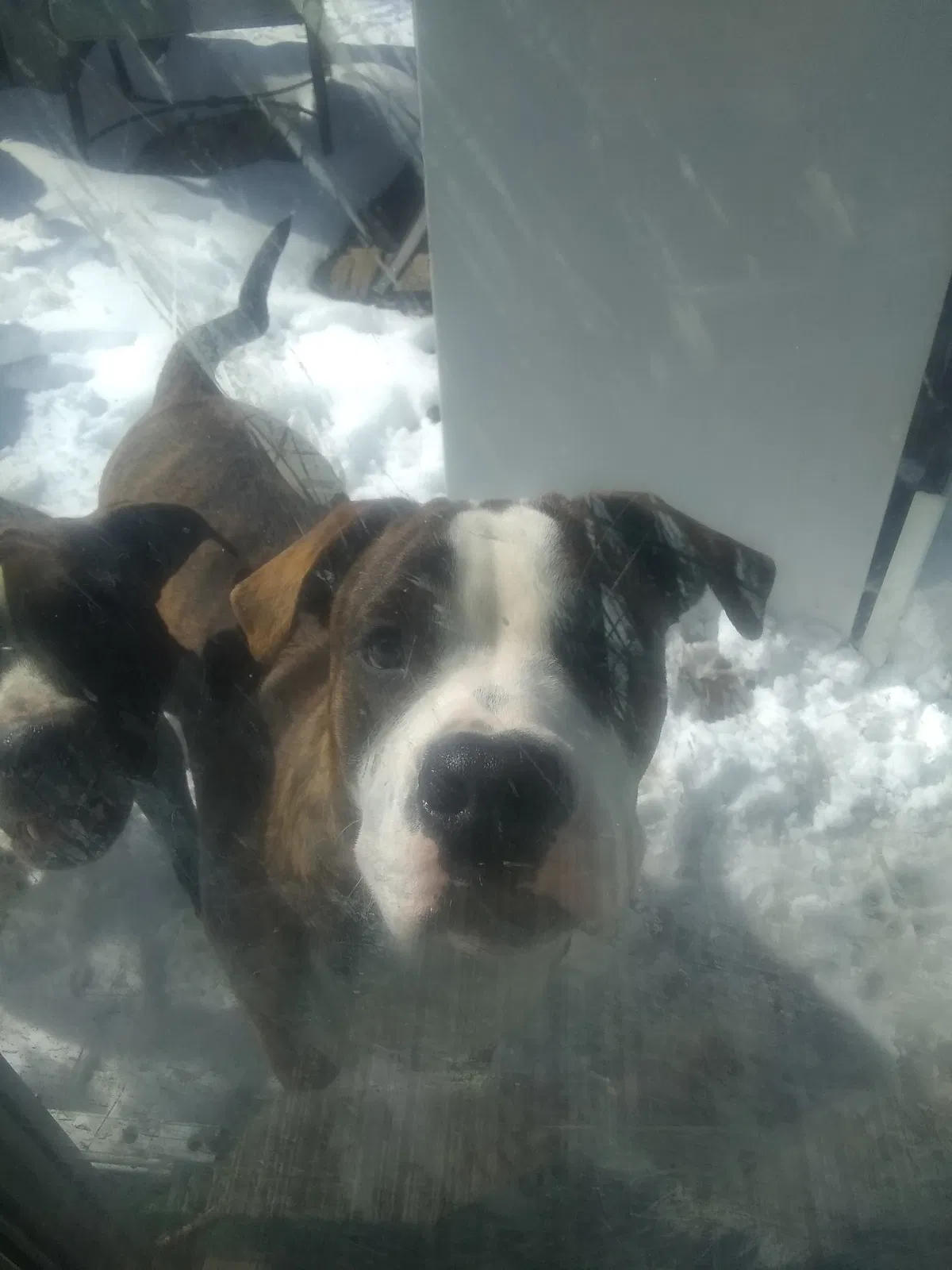 Found dog in Littleton, CO, 80127