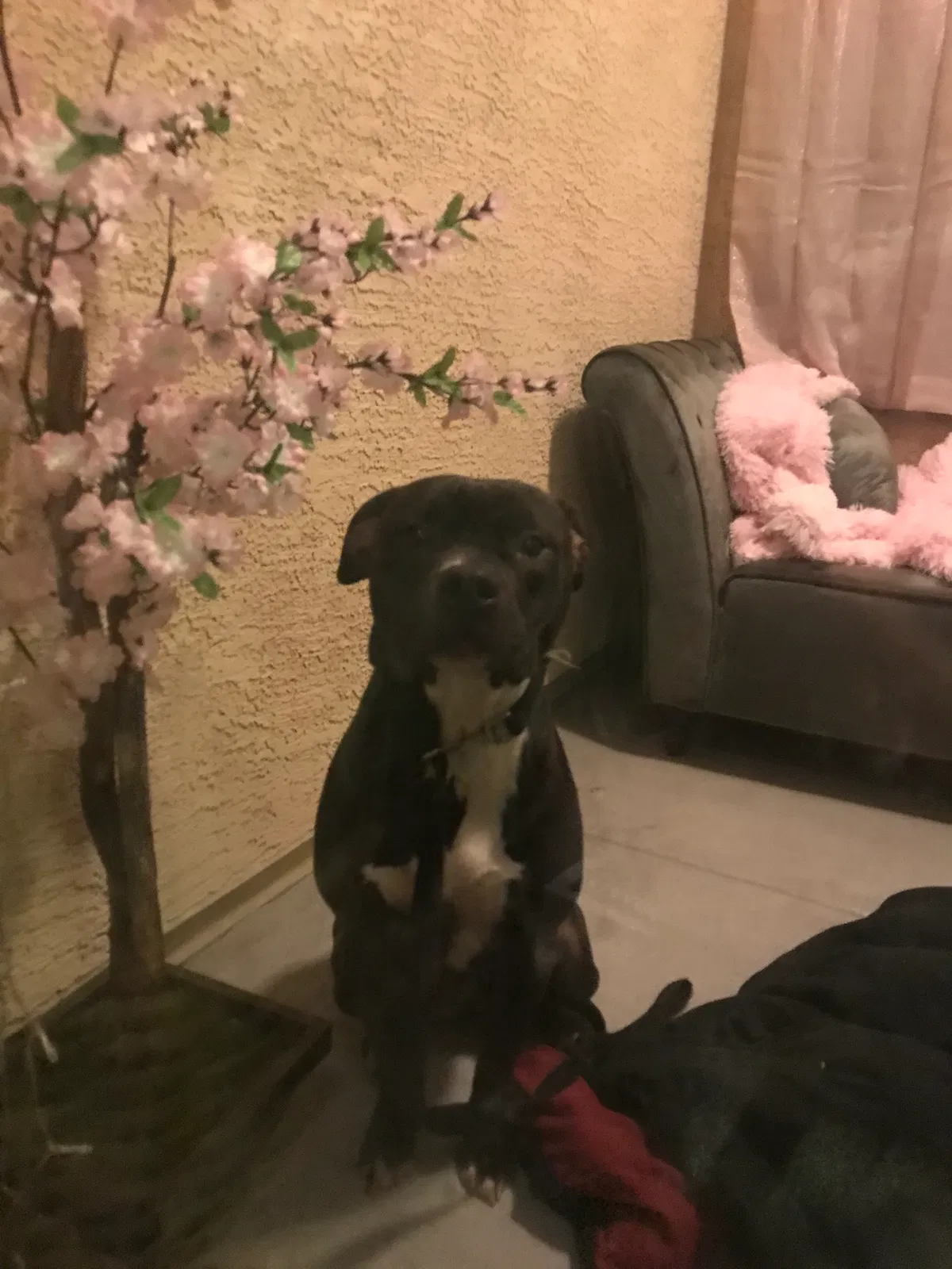 Found dog in Gilbert, AZ, 85295