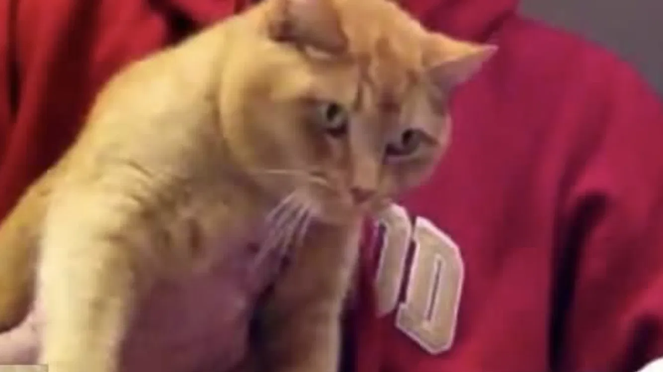 Lost cat in South Weymouth, MA, 2190